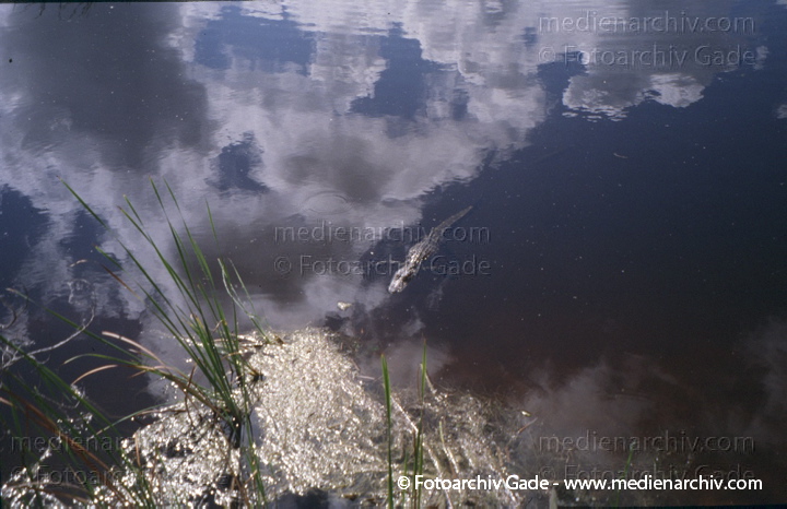 USA. Florida. Everglades
2003. USA. Florida. Everglades Nationalpark. Tropisches Marschland
Schlüsselwörter: Florida;Nordamerika;United States of America;USA;Vereinigte Staaten;2003;Everglades