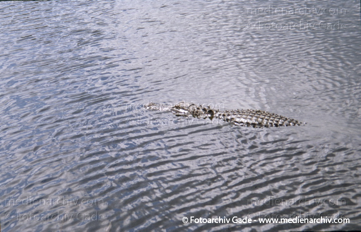 USA. Florida. Everglades
2003. USA. Florida. Everglades Nationalpark. Tropisches Marschland
Schlüsselwörter: Alligator;Reptil