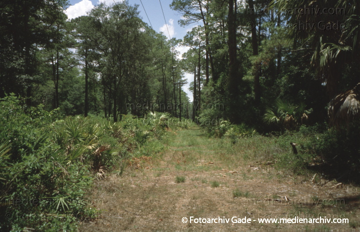 USA. Florida. Ocala
2000. USA. Florida. Ocala
Schlüsselwörter: Florida;Nordamerika;United States of America;USA;Vereinigte Staaten;2000;Ocala