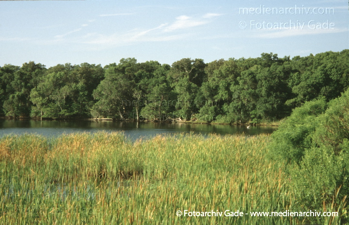 USA. Florida. Ocala
2000. USA. Florida. Ocala
Schlüsselwörter: Florida;Nordamerika;United States of America;USA;Vereinigte Staaten;2000;Ocala