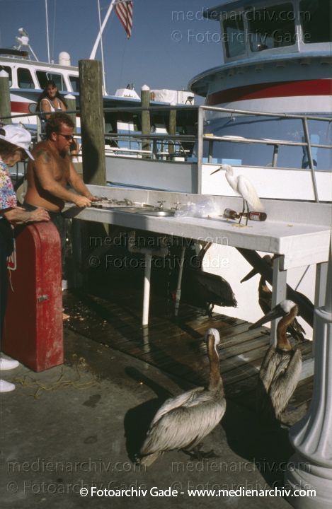 USA. Florida. Orlando
2000. USA. Florida. Orlando
Schlüsselwörter: Florida;Nordamerika;United States of America;USA;Vereinigte Staaten;2000;Orlando