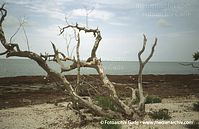 USA-California-Highway-1-200006-19.jpg