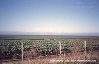 USA-California-Highway-1-2004-74.jpg