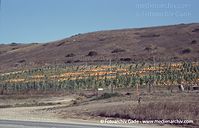 USA-California-Highway-1-2004-75.jpg