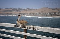 USA-California-arroyo-grande-2004-74.jpg