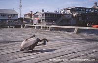 USA-Florida-Cedar-Key-200305-44.jpg