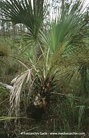 USA-Florida-Everglades-200006-21.jpg