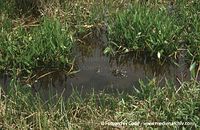 USA-Florida-Everglades-200006-25.jpg