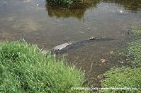 USA-Florida-Everglades-200006-26.jpg