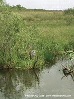 USA-Florida-Everglades-200006-27.jpg