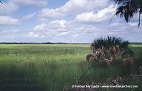 USA-Florida-Everglades-2003-43.jpg