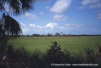 USA-Florida-Everglades-2003-45.jpg