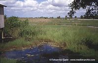 USA-Florida-Everglades-2003-47.jpg