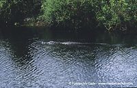 USA-Florida-Everglades-2003-54.jpg