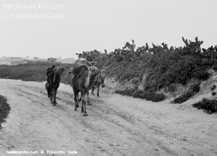 1932. Afrika
1932. Afrika.
Schlüsselwörter: 1932;Africa;Afrika