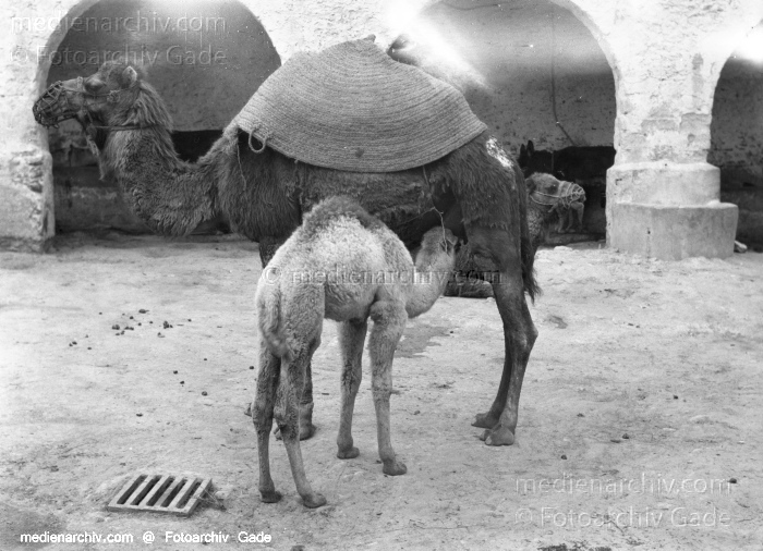 1932. Afrika
1932. Afrika.
Schlüsselwörter: 1932;Africa;Afrika