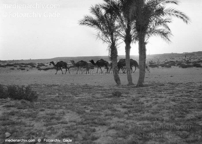 1932. Afrika
1932. Afrika.
Schlüsselwörter: 1932;Africa;Afrika