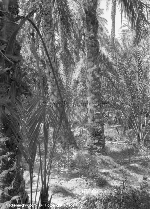 1932. Afrika
1932. Afrika.
Schlüsselwörter: 1932;Africa;Afrika