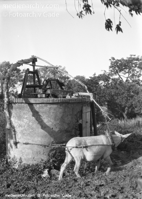 1932. Afrikareise. Ein Esel treibt ein Schöpfwerk an. Brunnen
1932. Afrikareise. Ein Esel treibt ein Schöpfwerk an. Brunnen
Schlüsselwörter: 1932;Africa;Afrika;Brunnen;Esel;Schöpfwerk