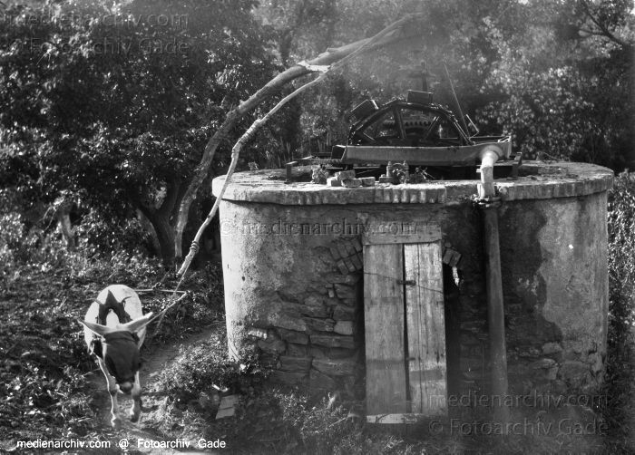 1932. Afrikareise. Ein Esel treibt ein Schöpfwerk an. Brunnen
1932. Afrikareise. Ein Esel treibt ein Schöpfwerk an. Brunnen
Schlüsselwörter: 1932;Africa;Afrika;Brunnen;Esel;Schöpfwerk