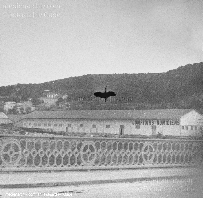 1932. Afrika. Algerien. Algier
1932. Afrika. Algerien. Algier - Africa. Algeria. Algiers - Hafen. Comptoir Numidiens. Vogel. Eventuell ein Kormoran?
Schlüsselwörter: 1932;Africa;Afrika;Algeria;Algerien;Algier;Algiers;Hafen