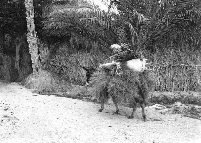 1932. Afrika. Tunesien. Tunis
1932. Afrika. Tunesien. Tunis - Africa. Tunisia - Nefta. Dattelpalmenplantage
Schlüsselwörter: 1932;Africa;Afrika;Dattelpalmenplantage;Nefta;Tunesien;Tunis;Tunisia