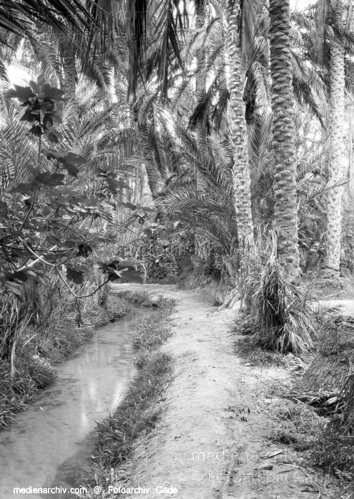 1932. Afrika. Tunesien. Tunis
1932. Afrika. Tunesien. Tunis - Africa. Tunisia - Nefta. Dattelpalmenplantage
Schlüsselwörter: 1932;Africa;Afrika;Dattelpalmenplantage;Nefta;Tunesien;Tunis;Tunisia