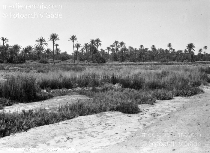 1932. Afrika. Tunesien. Tunis
1932. Afrika. Tunesien. Tunis - Africa. Tunisia - Nefta. Dattelpalmenplantage
Schlüsselwörter: 1932;Africa;Afrika;Dattelpalmenplantage;Nefta;Tunesien;Tunis;Tunisia