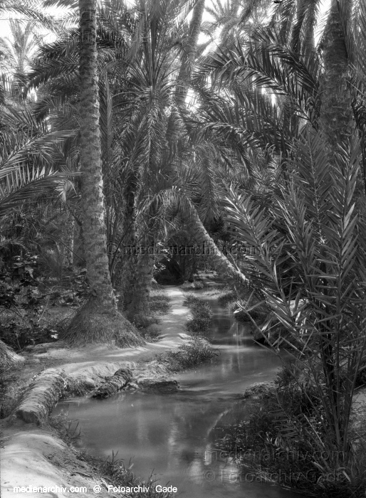 1932. Afrika. Tunesien. Tunis
1932. Afrika. Tunesien. Tunis - Africa. Tunisia - Nefta. Dattelpalmenplantage
Schlüsselwörter: 1932;Africa;Afrika;Dattelpalmenplantage;Nefta;Tunesien;Tunis;Tunisia