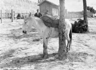 Afrika-1932-212.jpg