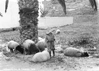 Afrika-1932-247.jpg