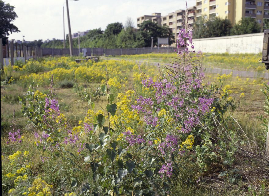 Berlin. Ehemaliger Mauerstreifen an der Bernauer Straße
18. 6. 1992. Berlin. Mitte. Ehemaliger Mauerstreifen der Berliner Mauer an der Bernauer Straße. Ehemalige Grenze zwischen Ostberlin und Westberlin. Gedenkstätte. Mahnmal. Museum. Memorial
Schlüsselwörter: Berlin;Berlin Wall;Berliner Mauer;Bernauer Straße;DDR;GDR;Gedenkstätte;Germany;Grenze;Mahnmal;Mauerstreifen;Memorial;Mitte;Museum;1992;Ostberlin