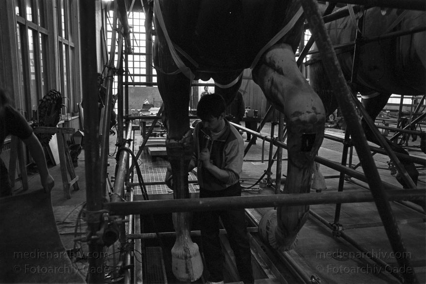 Berlin. Restaurierung der Quadriga des Brandenburger Tors
3. Mai 1991. Berlin. 1991. Berlin. Restaurierung der Quadriga des Brandenburger Tors im Museum für Verkehr und Technik.
Schlüsselwörter: Berlin;Brandenburg Gate;Brandenburger Tor;Deutschland;Germany;Mitte;Museum für Verkehr und Technik;Quadriga;1991;Restaurierung