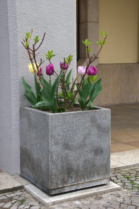 Berlin. Nikolaiviertel
30. 4. 2015. Berlin. Mitte. Nikolaiviertel. Blumenkübel mit Tulpen
Schlüsselwörter: 2015;Berlin;Blumenkübel;Mitte;Nikolaiviertel;Tulpen