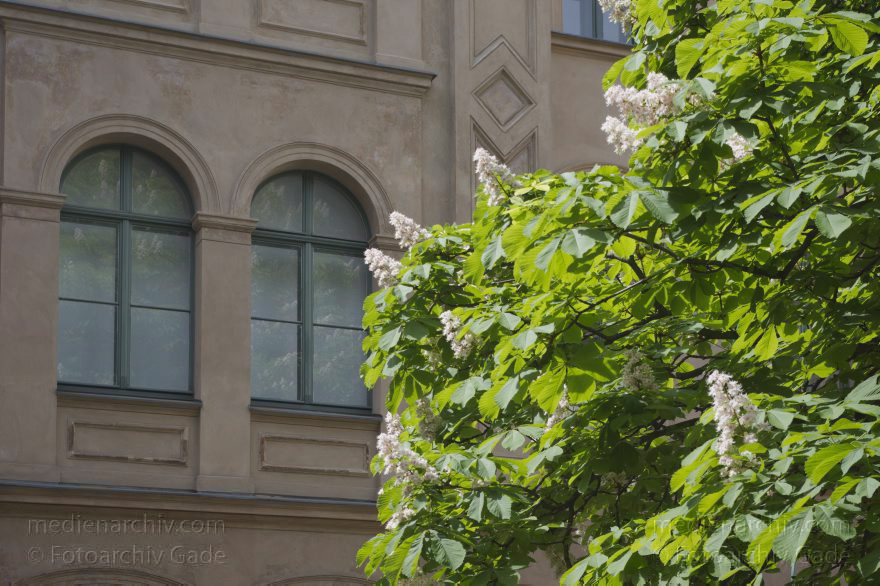 Berlin. Oranienburger Straße. KunstHof
11. 5. 2015. Berlin. Mitte. Spandauer Vorstadt. Oft falsch als Scheunenviertel bezeichnet. Oranienburger Straße 27. Kunsthof. Kastanienbaum in Blüte
Schlüsselwörter: 2015;Berlin;Blüten;Kastanien;Kunsthof;Mitte;Oranienburger Straße;Spandauer Vorstadt