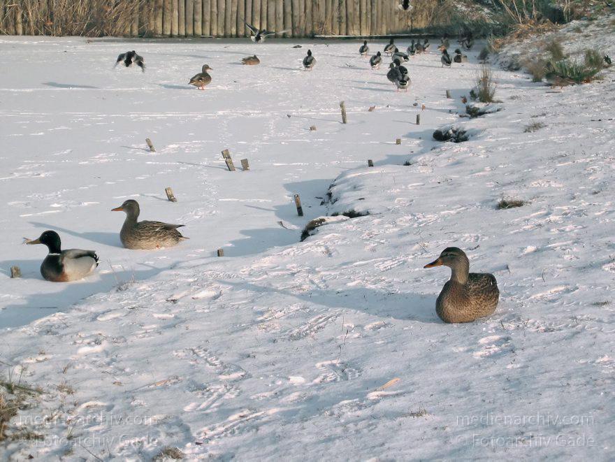 Berlin. Charlottenburg. Winter. Park Schloss Charlottenburg.
23. Dezember 2002. Berlin. Charlottenburg. Winter. Im verschneiten Schlosspark. Die Enten warten auf Futter.
Schlüsselwörter: Berlin;Charlottenburg;Deutschland;Enten;Fauna;Germany;Schloßpark;Schnee;Vogel;2002;Winter