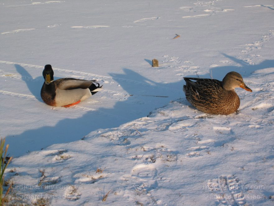 Berlin. Charlottenburg. Winter. Park Schloss Charlottenburg.
23. Dezember 2002. Berlin. Charlottenburg. Winter. Im verschneiten Schlosspark. Die Enten warten auf Futter.
Schlüsselwörter: Berlin;Charlottenburg;Deutschland;Enten;Fauna;Germany;Schloßpark;Schnee;Vogel;2002;Winter