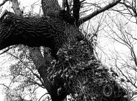 Dateiname=Berlin-Charlottenburg-Schlosspark-1988-08.jpg
Dateigröße=335KB
Abmessungen: 880x646
hinzugefügt am: 04. Januar 2016 Berlin-Charlottenburg-Schlosspark-1988-08.jpg