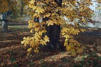 Berlin-Charlottenburg-Schlosspark-200410-15.jpg