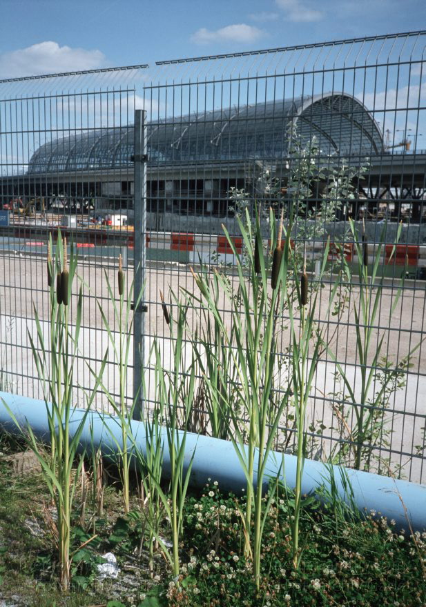 Berlin. Baustelle Lehrter Bahnhof. Berliner Hauptbahnhof
Juli 2003. Berlin. Mitte. Moabit. Baustelle Lehrter Bahnhof. Berliner Hauptbahnhof
Schlüsselwörter: Berlin;Berlin Central Station;Berlin Hauptbahnhof;Binsen;Deutschland;Flora;Germany;Hauptbahnhof;Lehrter Bahnhof;Mitte;Moabit;Pflanzen;2003;Schilf