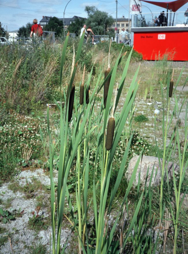 Berlin. Baustelle Lehrter Bahnhof. Berliner Hauptbahnhof. Schilf mit Binsen
Juli 2003. Berlin. Mitte. Moabit. Baustelle Lehrter Bahnhof. Berliner Hauptbahnhof. Schilf mit Binsen
Schlüsselwörter: Berlin;Berlin Central Station;Berlin Hauptbahnhof;Binsen;Deutschland;Flora;Germany;Hauptbahnhof;Lehrter Bahnhof;Mitte;Moabit;Pflanzen;2003;Schilf