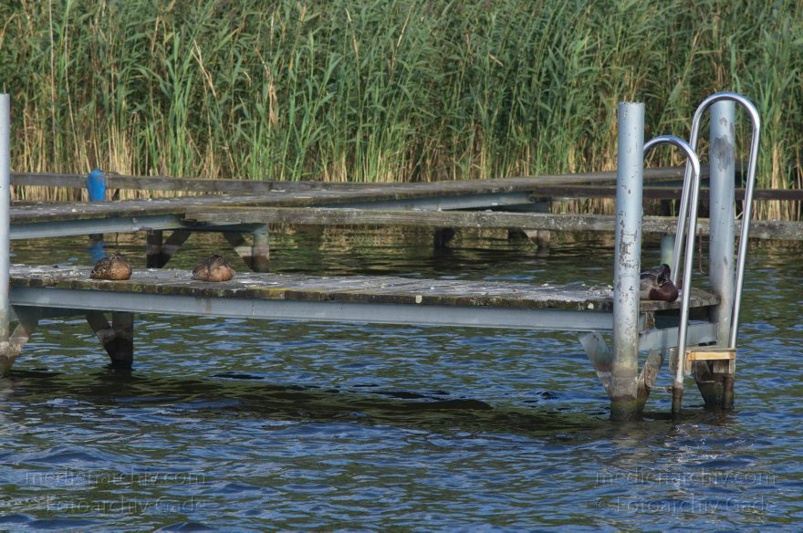 Berlin. Niederneuendorfer See. Enten auf einer Steganlage
1. 9. 2012. Berlin. Niederneuendorfer See. Enten auf einer Steganlage
Schlüsselwörter: Berlin;Deutschland;Fluss;Germany;Havel;Nieder-Neuendorfer See;Niederneuendorfer See;Reinickendorf;2012;Steganlage