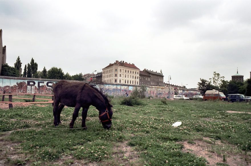 Berlin. Kreuzberg. Mauerstreifen am Bethaniendamm. Esel
16. Juni 1990. Berlin. Kreuzberg. Mauerstreifen am Bethaniendamm. Esel. Kinderbauernhof
Schlüsselwörter: Berlin;Berliner Mauer;Deutschland;Esel;Germany;Kreuzberg;1990;Mauer
