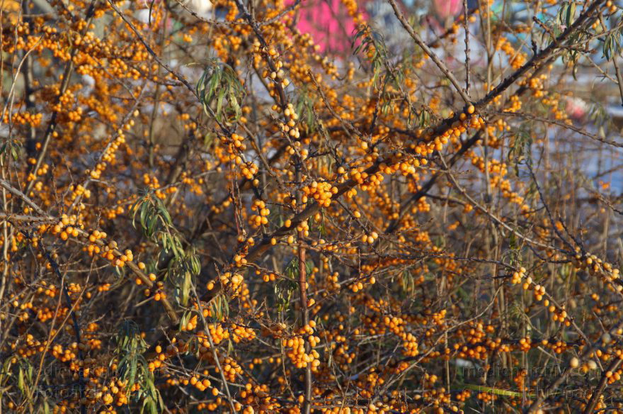 Berlin. Moabit. Heidestraße. Sanddornstrauch
7. 12. 2012. Berlin. Mitte. Moabit. Heidestraße. Strauch. Sanddorn. Pflanzen. Fauna
Schlüsselwörter: Berlin;Deutschland;Fauna;Germany;Heidestraße;Mitte;Moabit;Pflanzen;Sanddorn;Strauch;2012;Tiergarten