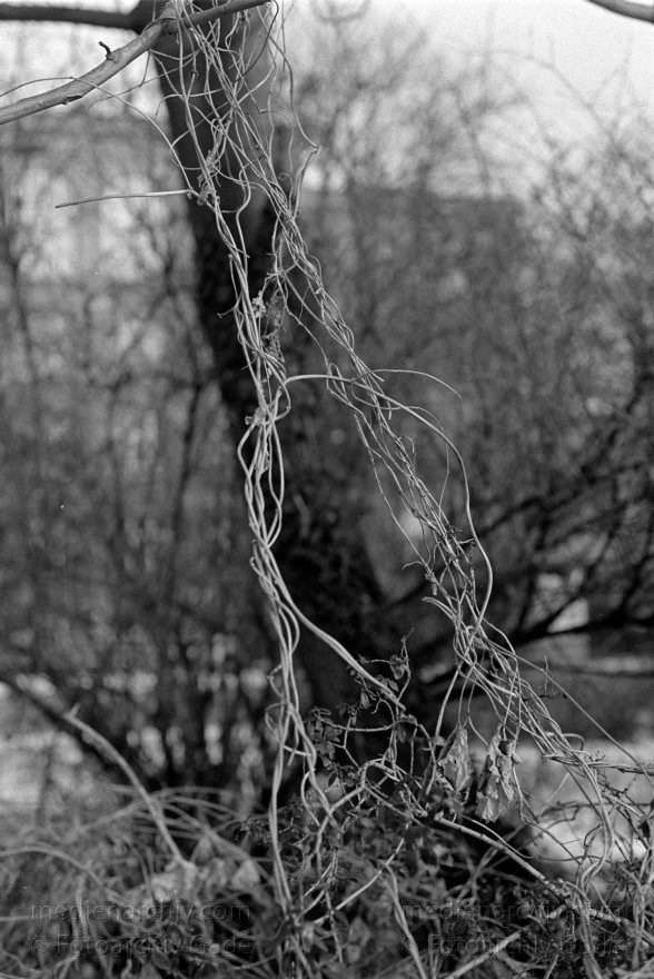 Berlin. Moabit
30. 12. 1995. Berlin. Moabit
Schlüsselwörter: Berlin;Germany;1995;Moabit