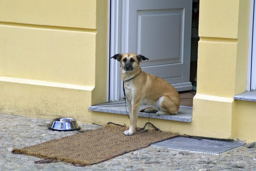 Berlin. Pankow. Prenzlauer Berg. Oderberger Straße
22. 4. 2005. Berlin. Pankow. Prenzlauer Berg. Oderberger Straße. Hund vor einem Geschäft
Schlüsselwörter: Berlin;Deutschland;Germany;Hund;Oderberger Straße;Pankow;2005;Prenzlauer Berg