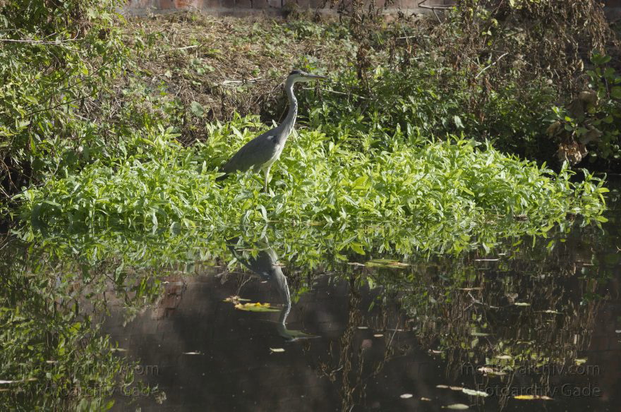 Berlin. Spandau. Fischreiher. Graureiher am Ufer des Festungsgrabens der Zitadelle. Spiegelung. Fauna. Vogel.
30. 9. 2012. Berlin. Spandau. Fischreiher. Graureiher am Ufer des Festungsgrabens der Zitadelle. Spiegelung. Fauna. Vogel.
Schlüsselwörter: Berlin;Deutschland;Fauna;Festungsgraben;Fischreiher;Germany;Graureiher;Havel;Spandau;Spiegelung;2012;Vogel