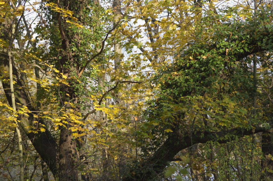 Berlin. Spandau. Tiefenwerder. Klein Venedig. Wald. Herbstlaub.
5. 11. 2011. Berlin. Spandau. Tiefenwerder. Klein Venedig. Wald. Herbstlaub.
Schlüsselwörter: Berlin;Boote;Deutschland;Fluss;Germany;Herbstlaub;Klein Venedig;Spandau;Tiefenwerder;2011;Wald