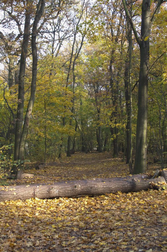 Berlin. Spandau. Tiefenwerder. Klein Venedig. Wald. Herbstlaub.
5. 11. 2011. Berlin. Spandau. Tiefenwerder. Klein Venedig. Wald. Herbstlaub.
Schlüsselwörter: Berlin;Boote;Deutschland;Fluss;Germany;Herbstlaub;Klein Venedig;Spandau;Tiefenwerder;2011;Wald