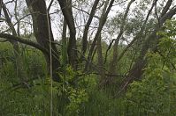 Berlin-Spandau-Klein-Venedig-20130630-205.jpg